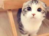 娱乐吃瓜七七折耳猫,娱乐吃瓜界的神秘力量